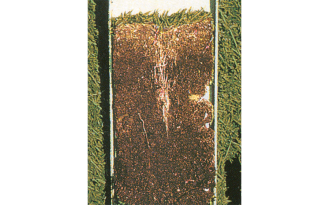 Dopo 6 settimane si può notare lo sviluppo vigoroso dell’apparato
radicale in prossimità dell’azione della fustella.